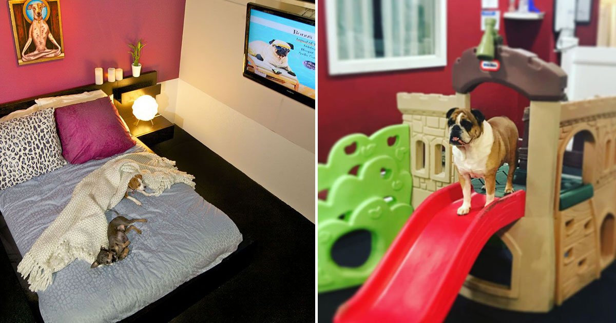 d pet hotels.jpg?resize=1200,630 - New York’s Luxury Hotel For Dogs Where Rich Dogs Get Chef-Prepared Meals, Spa Treatments, And Chauffeur-Driven Rides