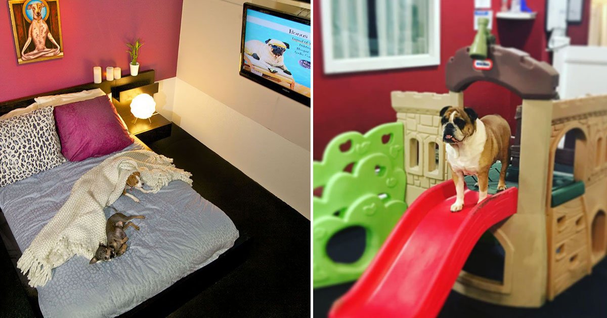 d pet hotels.jpg?resize=412,275 - New York’s Luxury Hotel For Dogs Where Rich Dogs Get Chef-Prepared Meals, Spa Treatments, And Chauffeur-Driven Rides