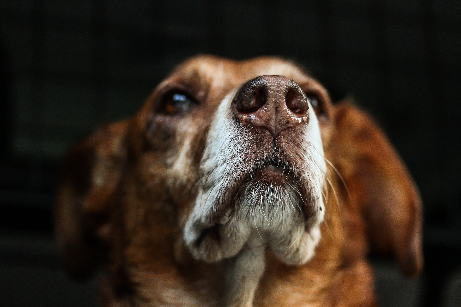 dog 813103 1920.jpg?resize=412,275 - Cruauté envers les animaux : Un homme scotche la gueule de sa chienne pour l'empêcher d'aboyer