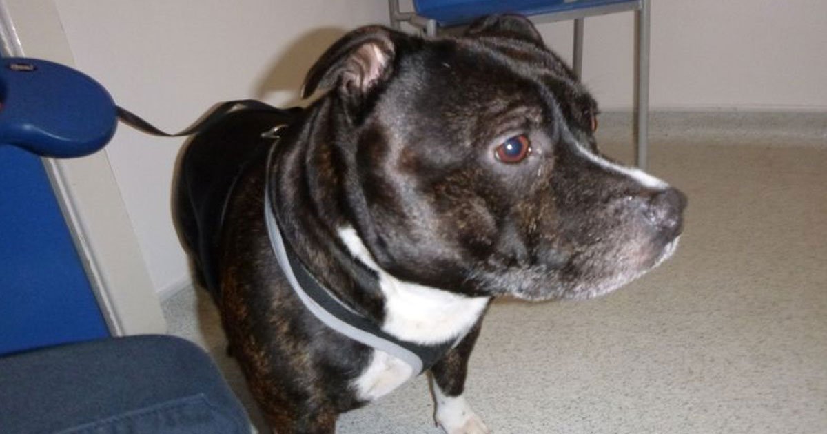 dog abandoned heartbreaking note.jpg?resize=412,275 - Dog Owner Abandoned His Beloved Dog With A Heart-Wrenching Note