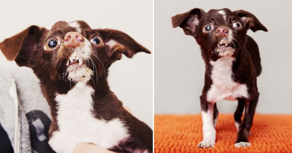 dog crooked nose adopted.jpg?resize=412,275 - Dog With A Crooked Nose Has Found A New Home