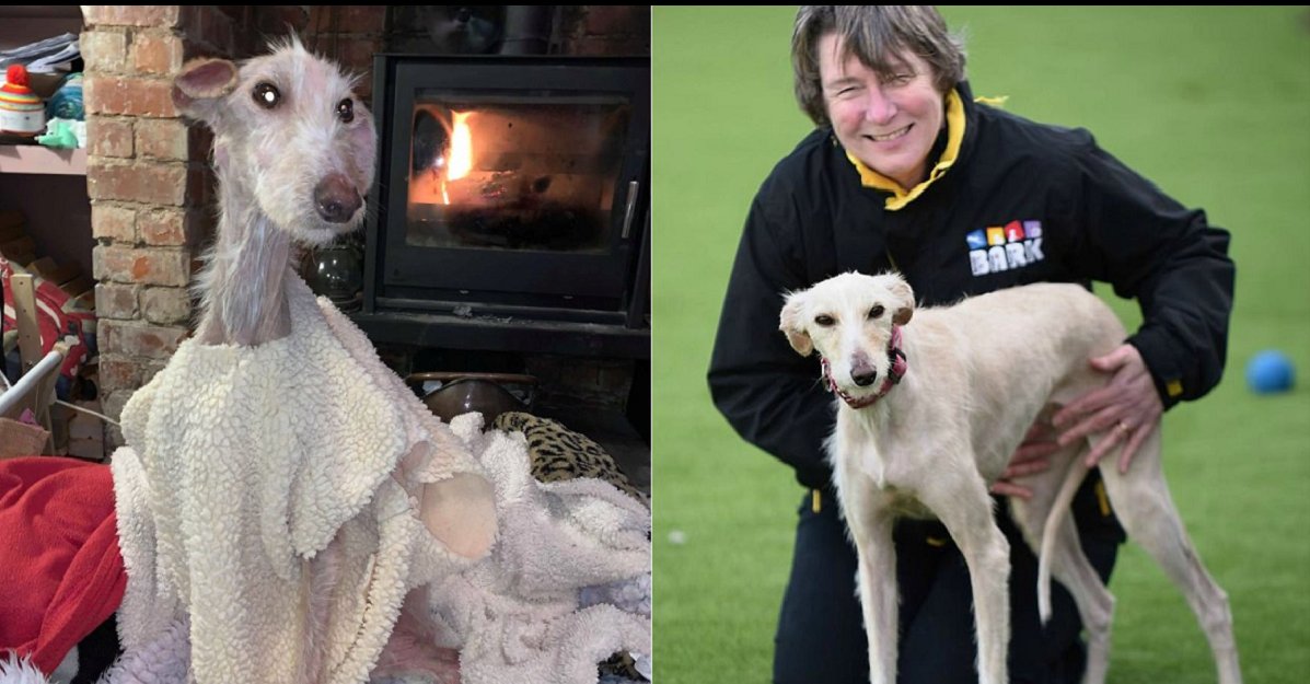 dog e1579196201533.png?resize=412,275 - Rescued Dog Made An Amazing Recovery And Found A Loving Home