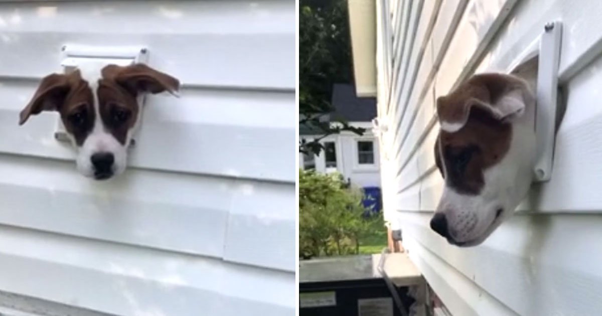 dog head stuck.jpg?resize=412,275 - Dog Got Her Head Stuck In Dryer Vent When Her Owner Was Out