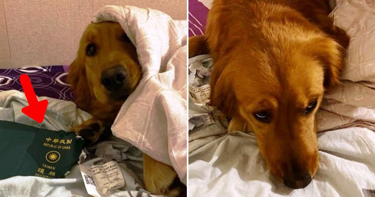 dog6.png?resize=412,275 - Woman Can't Thank Dog Enough For Chewing Up Her Passport, Forcing Her To Cancel Trip To Wuhan Days Before Coronavirus Outbreak