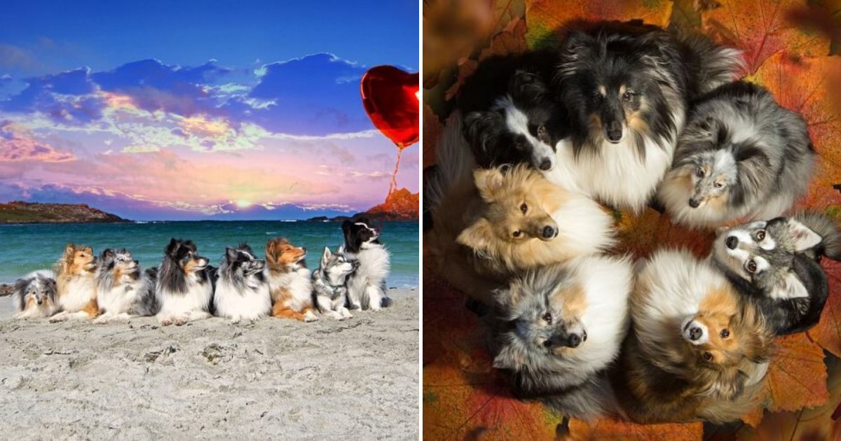 doggos.png?resize=1200,630 - Des chiens remarquablement obéissants ont posé pour les photos d'un calendrier — les gens adorent les 12 photos