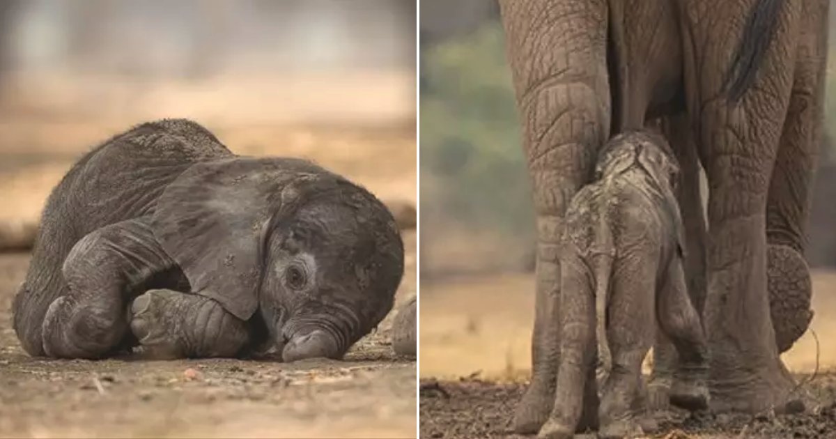 elephant5.png?resize=1200,630 - Baby Elephant Picked The Wrong Spot To Walk As Mama Elephant Pooped On Its Head