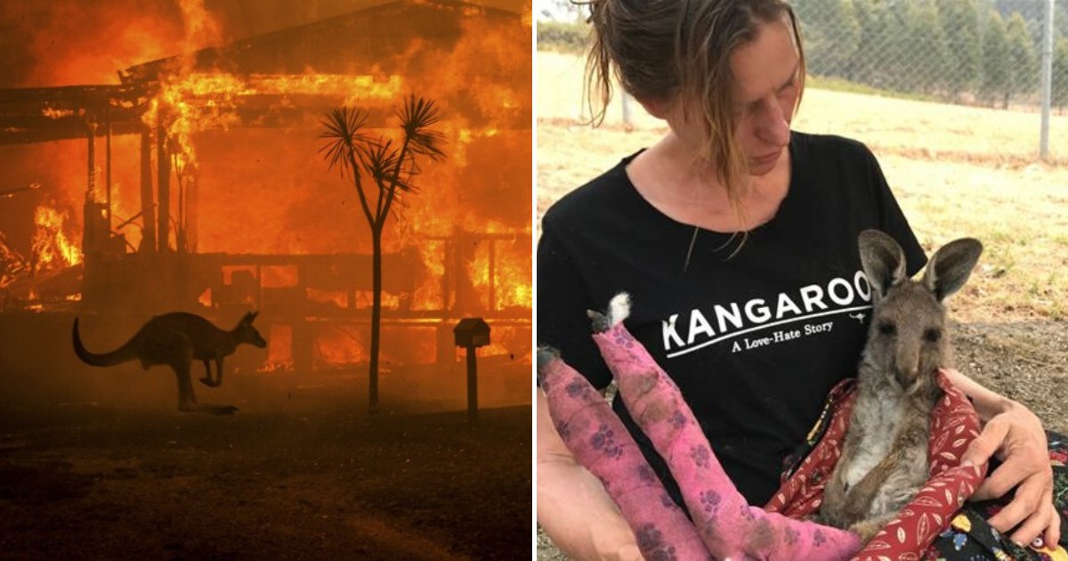 euthanize7.png?resize=412,275 - Vets Are Forced To Put Down Animals In Mass Euthanization As Bushfires Wiped Out Millions