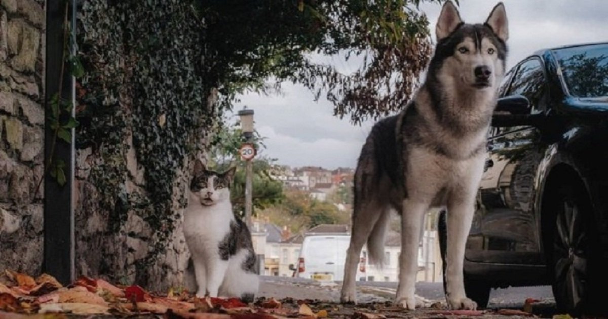 f5.jpg?resize=412,232 - Cat And Dog Became Unlikely Best Friends Who Are Now Inseparable