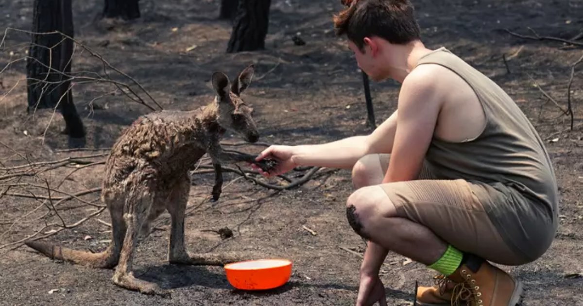 fires4.png?resize=1200,630 - Photos déchirantes : Un jeune kangourou brûlé est venu chercher de l'aide auprès d'un adolescent