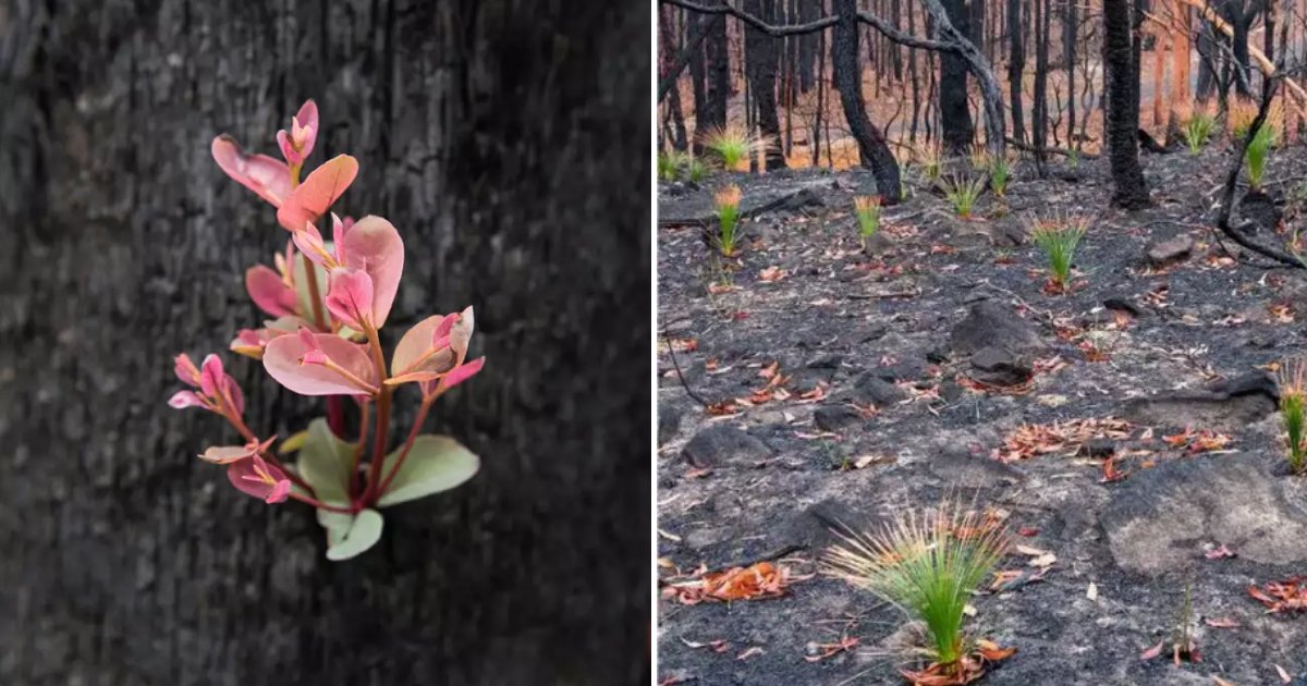 flora7.png?resize=1200,630 - Un Australie, la nature commence déjà a renaître de ses cendres après les terribles incendies
