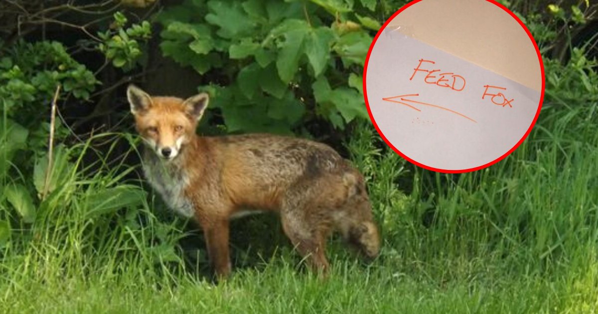 fox6.png?resize=412,275 - Dad Left A Detailed Feeding Schedule To Keep Fox Happy While He's On A Vacation