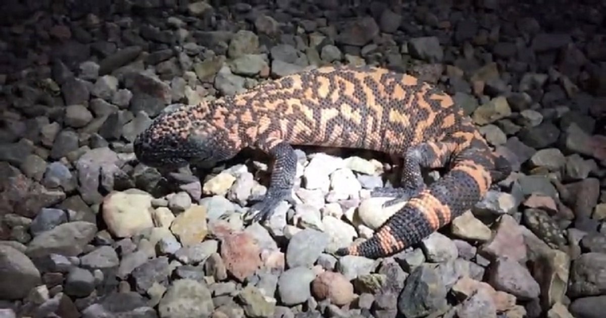 g3 2.jpg?resize=412,275 - Lucky Biologists Encountered A Very Rare Lizard, Gila Monster