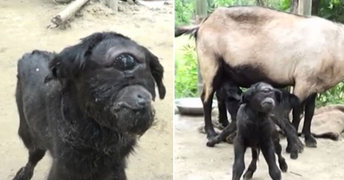 goat with one eye.jpg?resize=1200,630 - Baby Goat Born With One Eye In The Middle Of Its Forehead Is Defying Odds