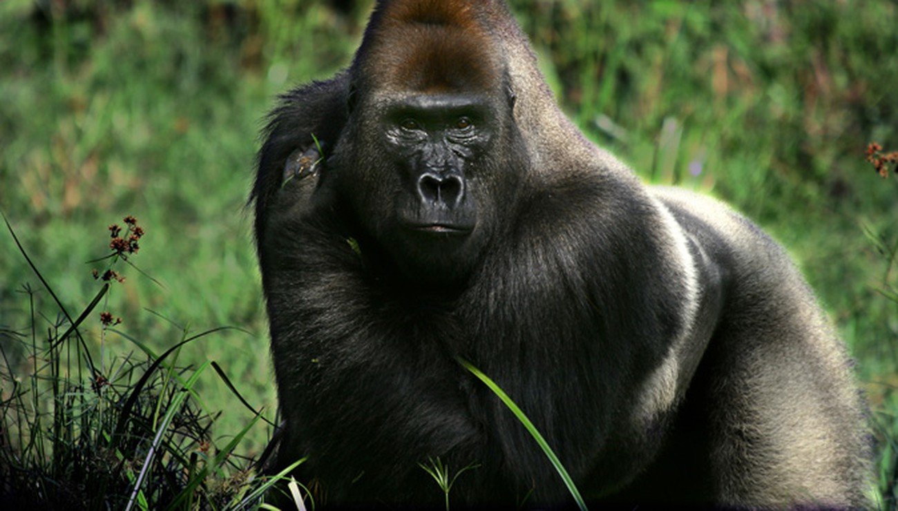 gorilla2.jpg?resize=1200,630 - Disparition: Massa, le gorille des plaines de l'ouest, est mort dans l'incendie du zoo de Krefeld
