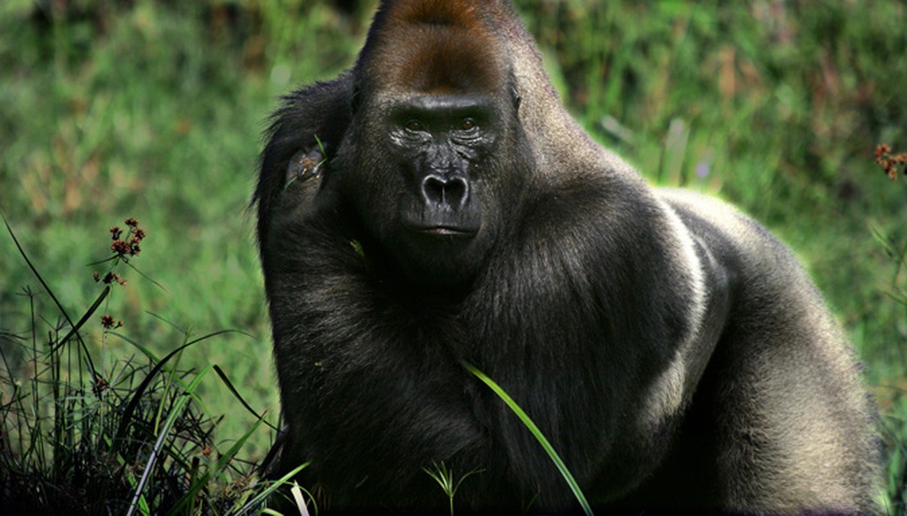 gorilla2.jpg?resize=412,275 - Disparition: Massa, le gorille des plaines de l'ouest, est mort dans l'incendie du zoo de Krefeld