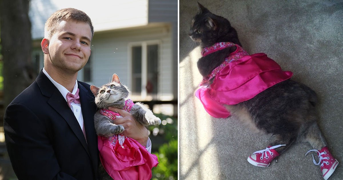 guy took cat prom.jpg?resize=412,275 - Teen Took His Cat To Prom After He Couldn’t Find A Date