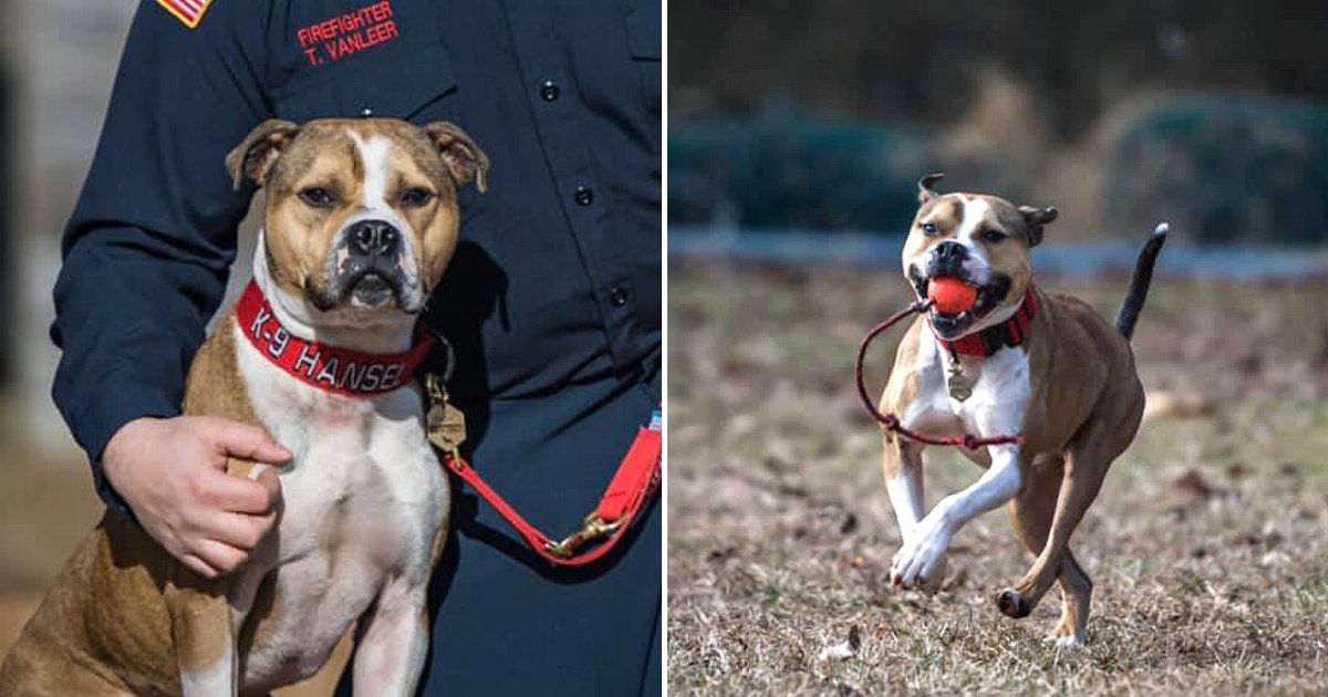hansel6.png?resize=412,275 - Rescue Dog Becomes The First Pit Bull To Graduate As An Arson Detection K9 Officer
