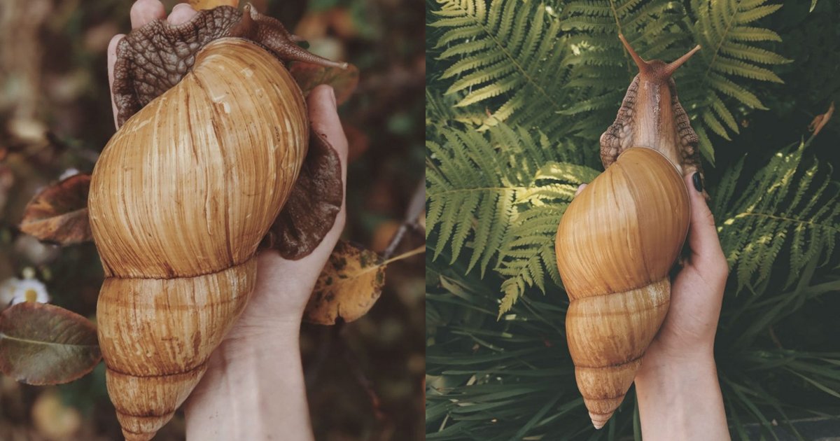 hdshsds.jpg?resize=412,275 - These Giant Pet Snails Are Almost Equal To The Size Of Small Dogs And People Are Buying These