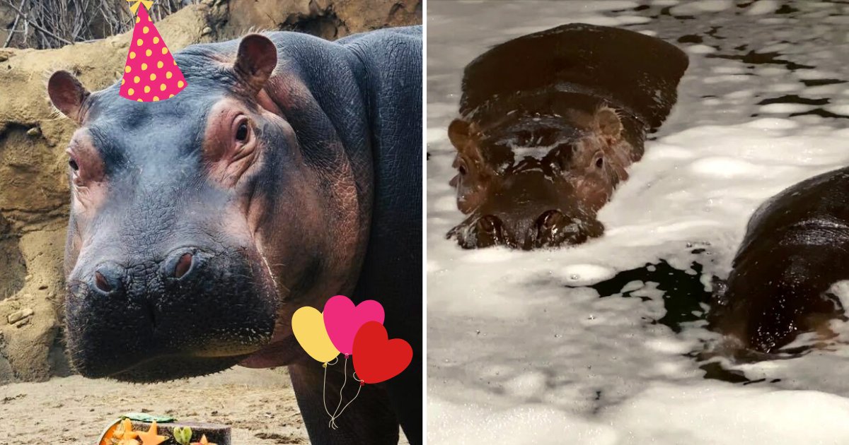 hippo6.png?resize=412,275 - Fiona The Hippo Celebrated Her Birthday And Received The Sweetest Gift From Her Boyfriend