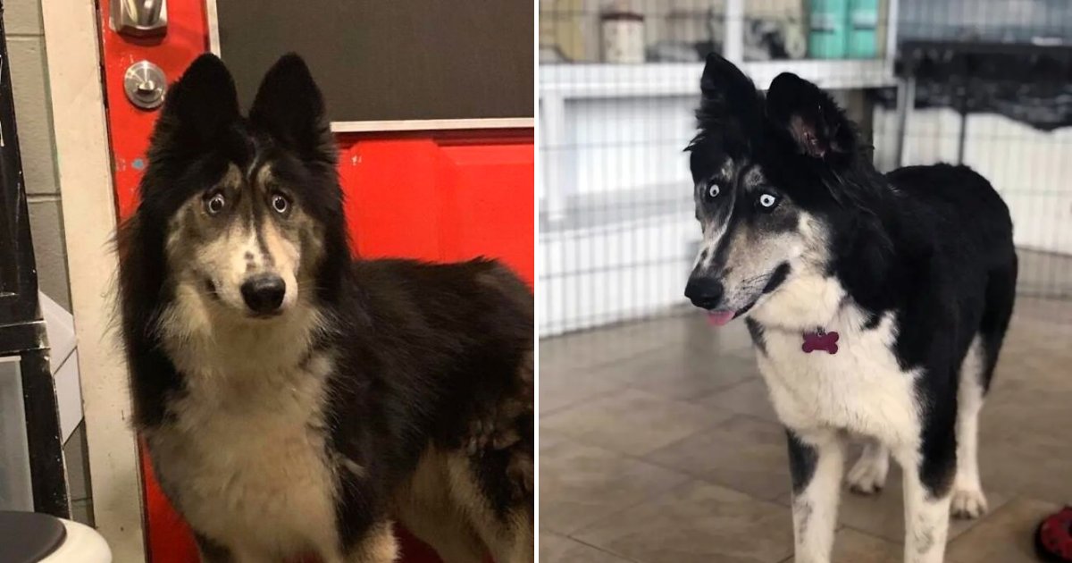 husky6.png?resize=412,275 - Husky Who Was Rejected By Owner Because Of Her Looks Is Now Gaining Popularity