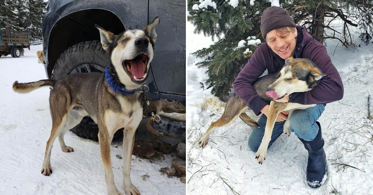 indy6.png?resize=412,275 - Blind Dog Who Lost Sight Three Years Ago Managed To Complete A 100-Mile Race