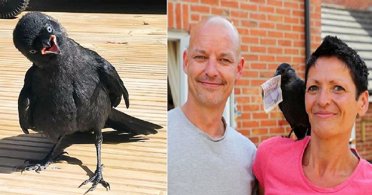 j3 1.jpg?resize=1200,630 - A Grateful Jackdaw Refused To Leave The Couple Who Rescued Him