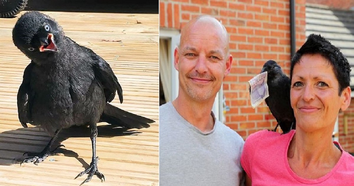 j3 1.jpg?resize=412,275 - A Grateful Jackdaw Refused To Leave The Couple Who Rescued Him