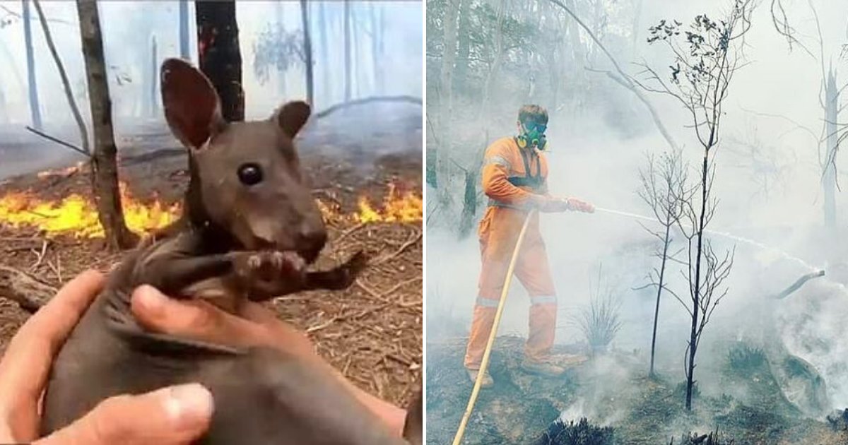 joey6.png?resize=412,275 - Volunteer Firefighter Rescued A Baby Kangaroo From The Blazes And Pleaded With People For Donations