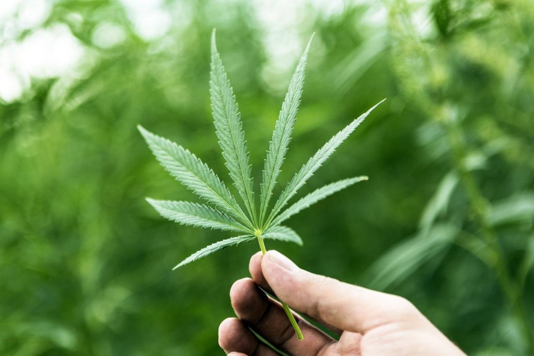 jukebo.jpg?resize=1200,630 - L’expérimentation thérapeutique du cannabis devrait débuter en septembre en France