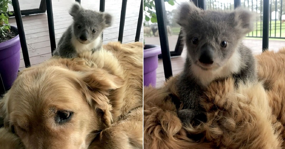 k3 1.jpg?resize=412,232 - Histoire touchante : Un golden retriever sauve un bébé koala et le ramène à la maison