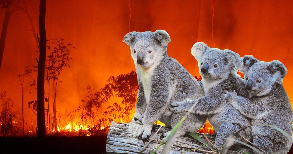 koala 1.jpg?resize=412,232 - Australian Teens Drive Around During Bushfires And Rescue Koalas