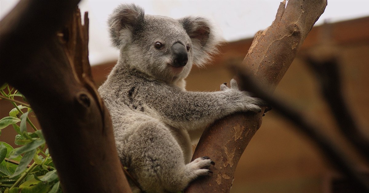 koala 1.png?resize=1200,630 - Lucy, un bébé koala qui a perdu sa mère, trouve du réconfort auprès d’une peluche