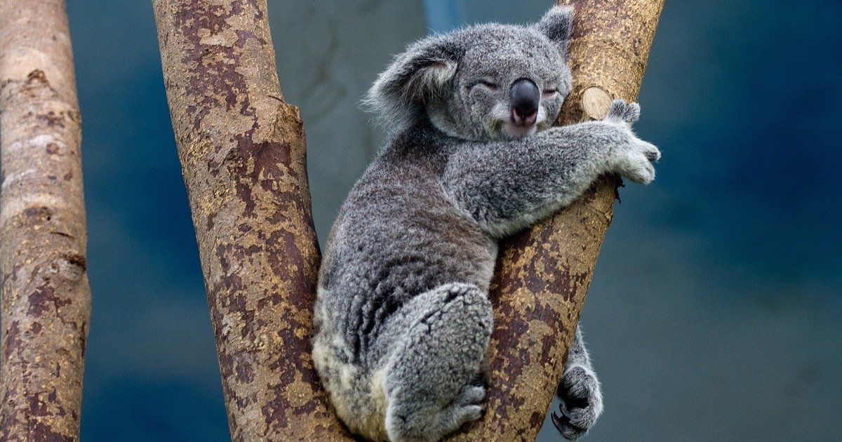 koala 1100469 1280.jpg?resize=412,275 - L'extraordinaire sauvetage de koalas par des jeunes Australiens