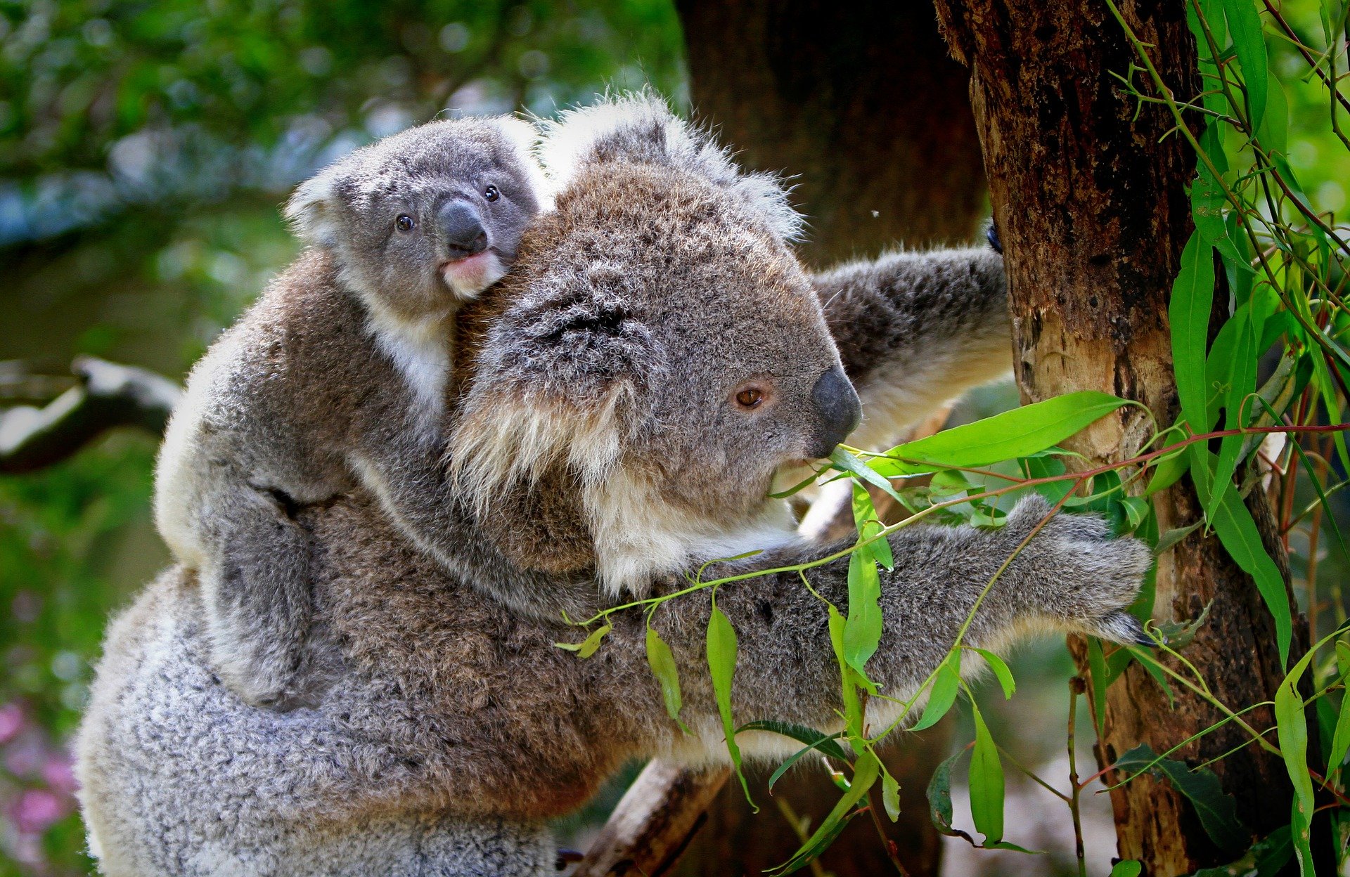 koala 61189 1920.jpg?resize=1200,630 - Un demi-milliard d'animaux périssent dans les incendies en Australie
