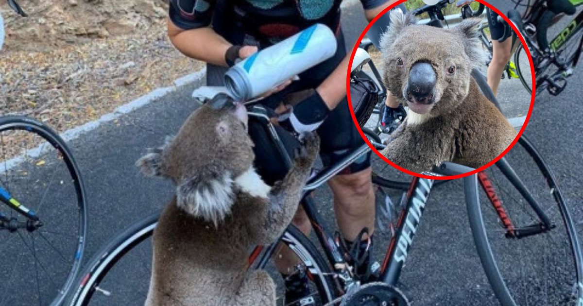 koala.png?resize=1200,630 - Heartbreaking Photos Of Koala Begging Cyclist For Water As Bushfires Wiped Out A Third Of Its Species