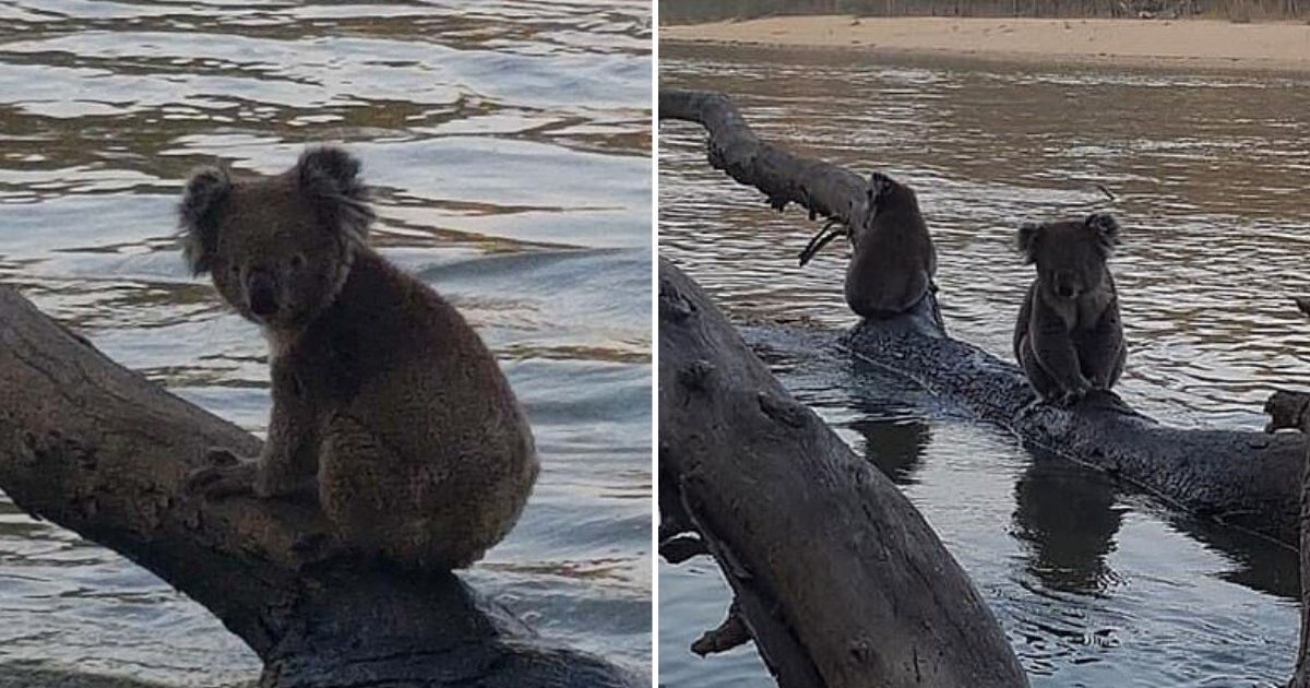 koalas6.png?resize=412,275 - Exhausted Koalas Went To Riverbank And Dipped Their Bodies In Water After Bushfires Destroyed Their Home