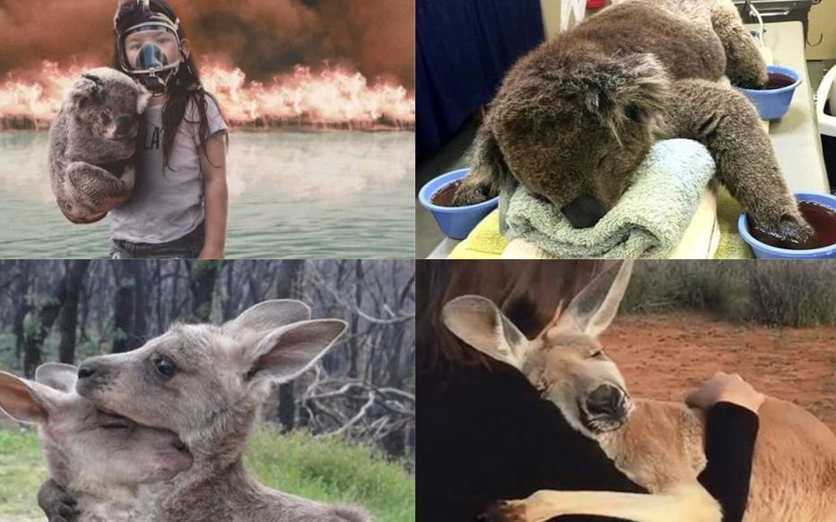 le parisien 3.jpg?resize=1200,630 - 1 Milliard d'animaux ont été tués depuis le début des incendies en Australie