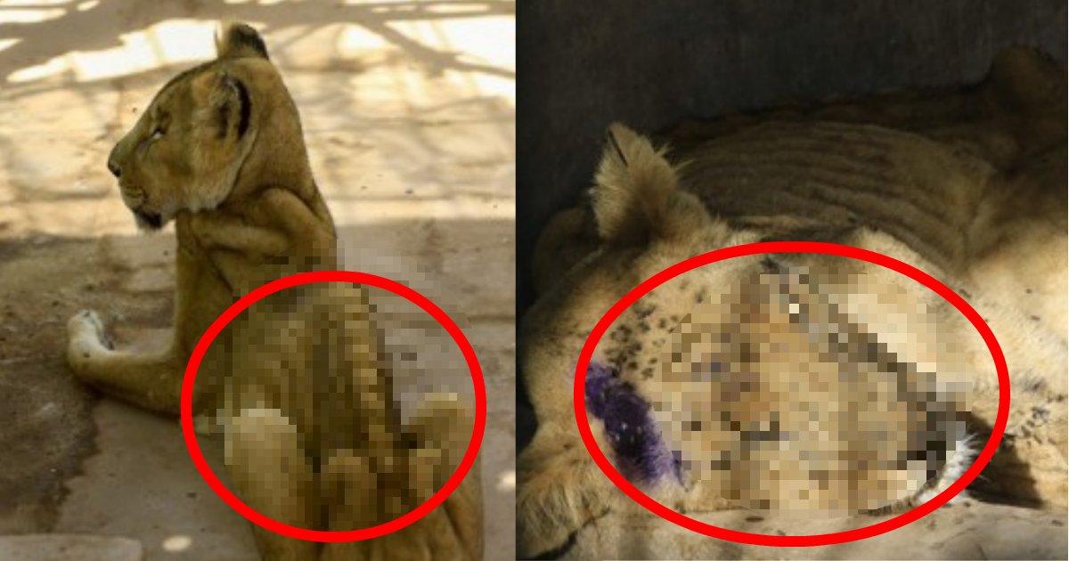 lion.png?resize=1200,630 - 飼育代が賄えきれない？背骨が見えるほどやせ細ったライオンの写真が拡散されユーザー激怒！