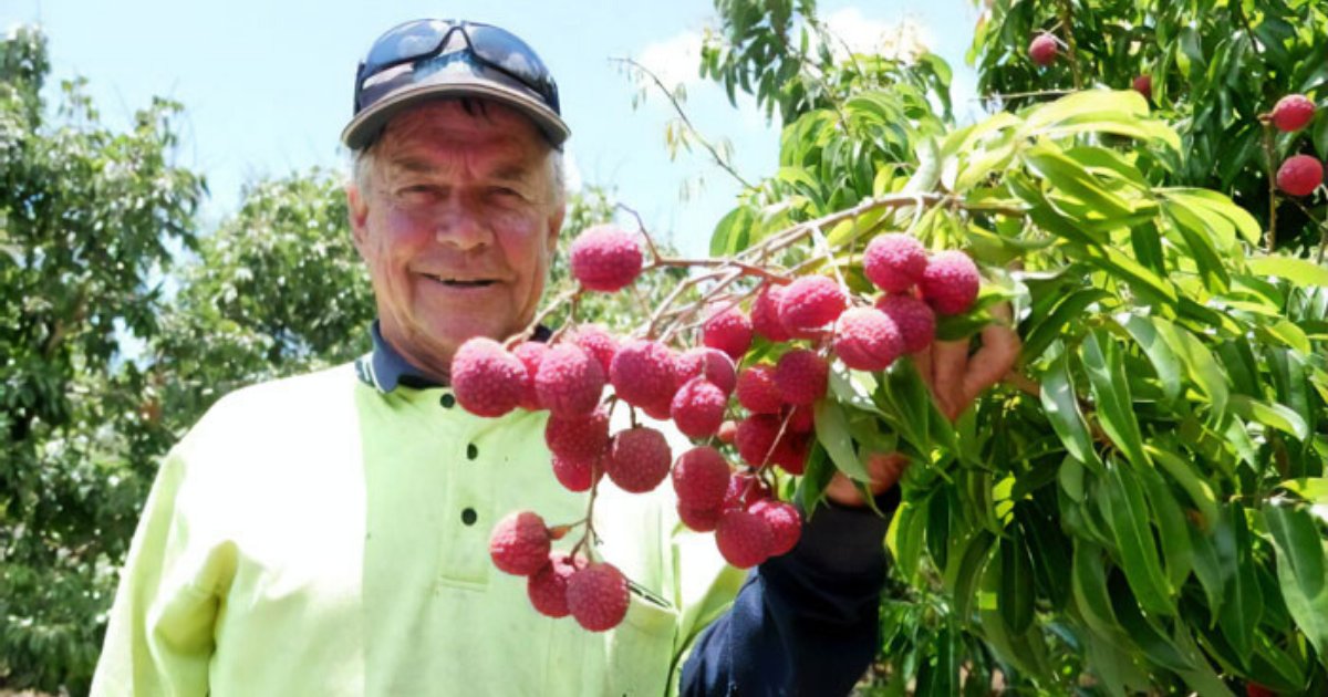 lychee6.png?resize=1200,630 - Un agriculteur a développé avec succès les tout premiers litchis sans noyaux en Australie après avoir essayé pendant près de deux décennies