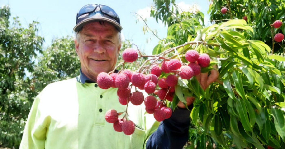 lychee6.png?resize=412,275 - Un agriculteur a développé avec succès les tout premiers litchis sans noyaux en Australie après avoir essayé pendant près de deux décennies