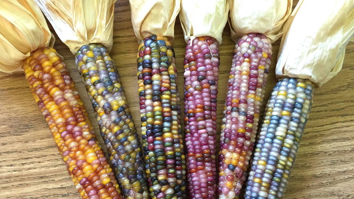 mais1.jpg?resize=1200,630 - Arc-en-ciel: Connaissez-vous le maïs multicolore ?
