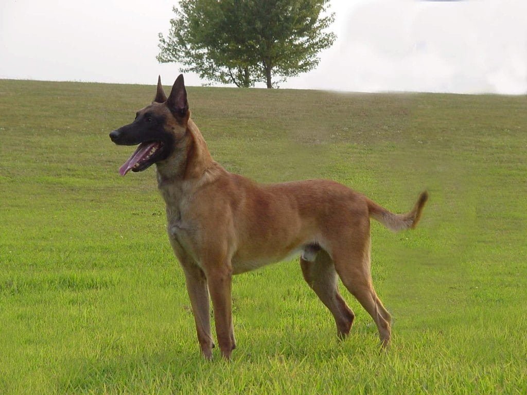 mascotarios.jpg?resize=1200,630 - Sa chienne est poignardée à mort sous ses yeux et ceux de sa fille en signe de représailles