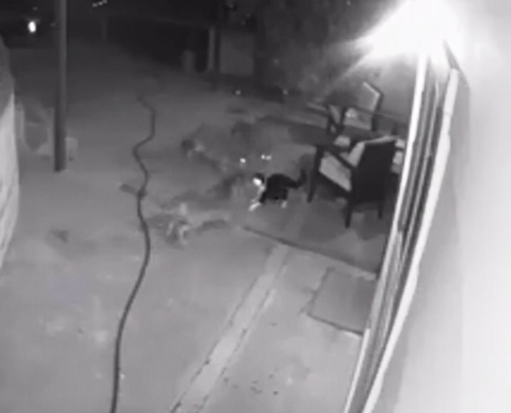 Brave Cat Fought Against Three Coyotes To Prevent Them From Getting ...