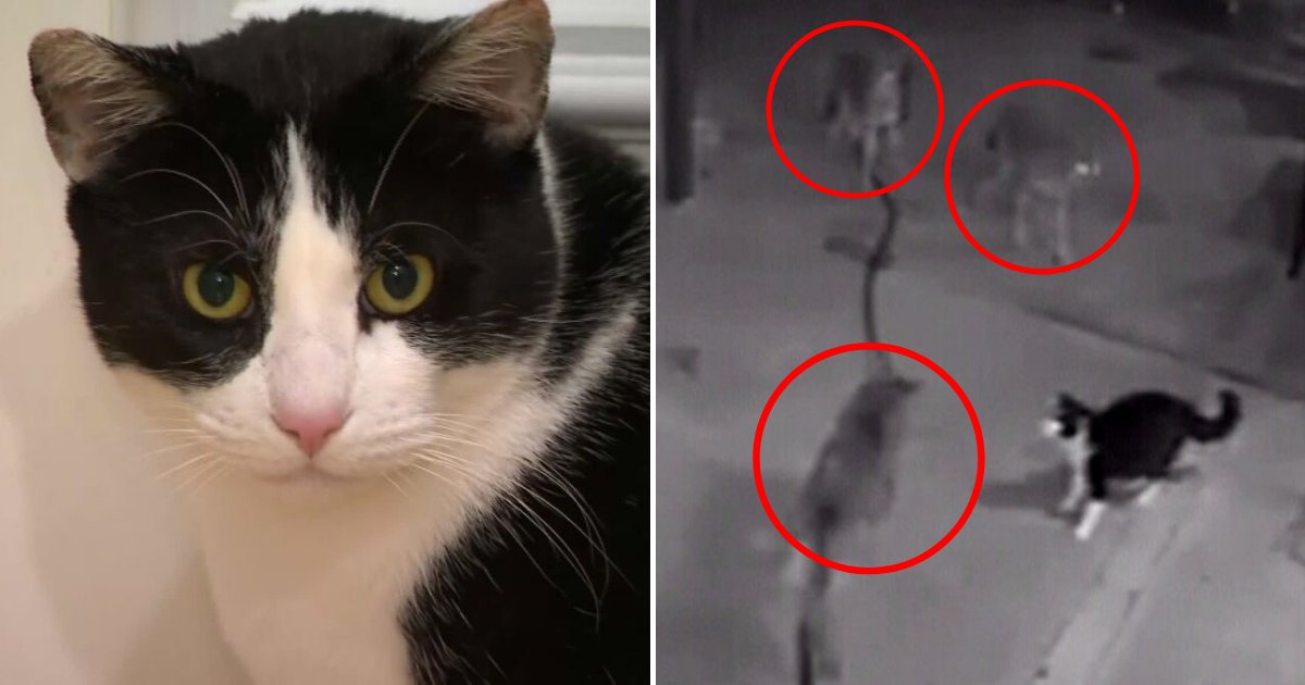 max5.png?resize=412,232 - Un chat courageux s'est battu contre trois coyotes pour les empêcher de pénétrer dans la maison