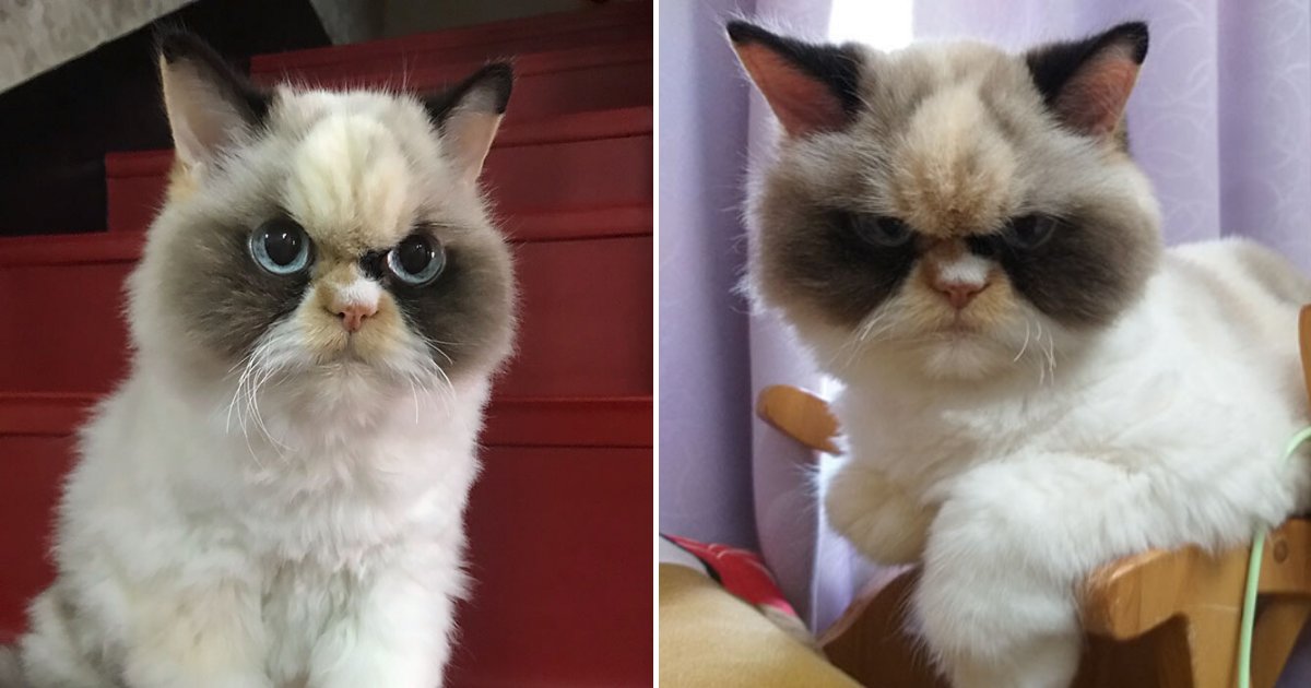 meow6.png?resize=412,275 - How Dare You?! Meet The New Grumpy Cat That Looks So Angry It’s Cute