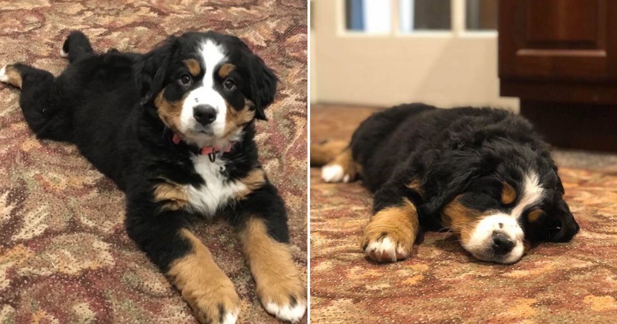 mochi5.png?resize=412,275 - Adorable 8-Week-Old Puppy Joined A Funeral Home To Comfort Grieving Families