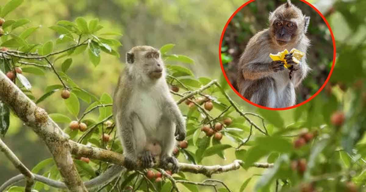 monkeys6.png?resize=1200,630 - Photos choquantes : Des macaques sont capturés et vendus pour faire des spectacles aux touristes