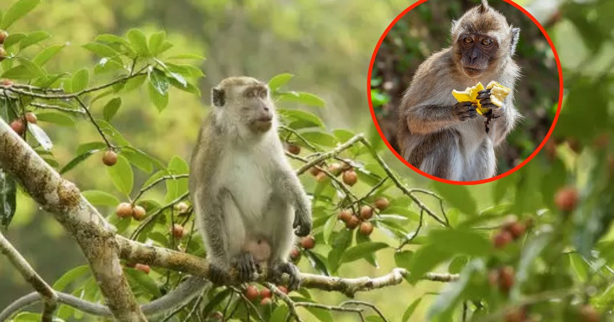 monkeys6.png?resize=412,275 - Photographer Shared Images Showing Macaques Being Sold For Only $5 In A Tourist Hotspot