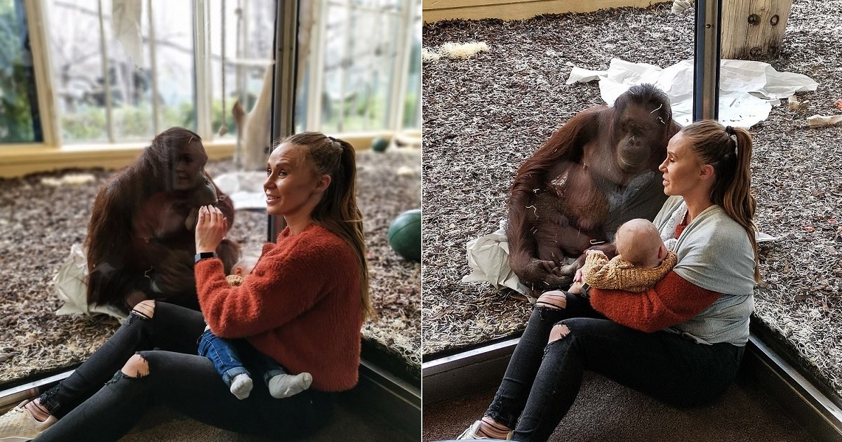 rencontre orang outan
