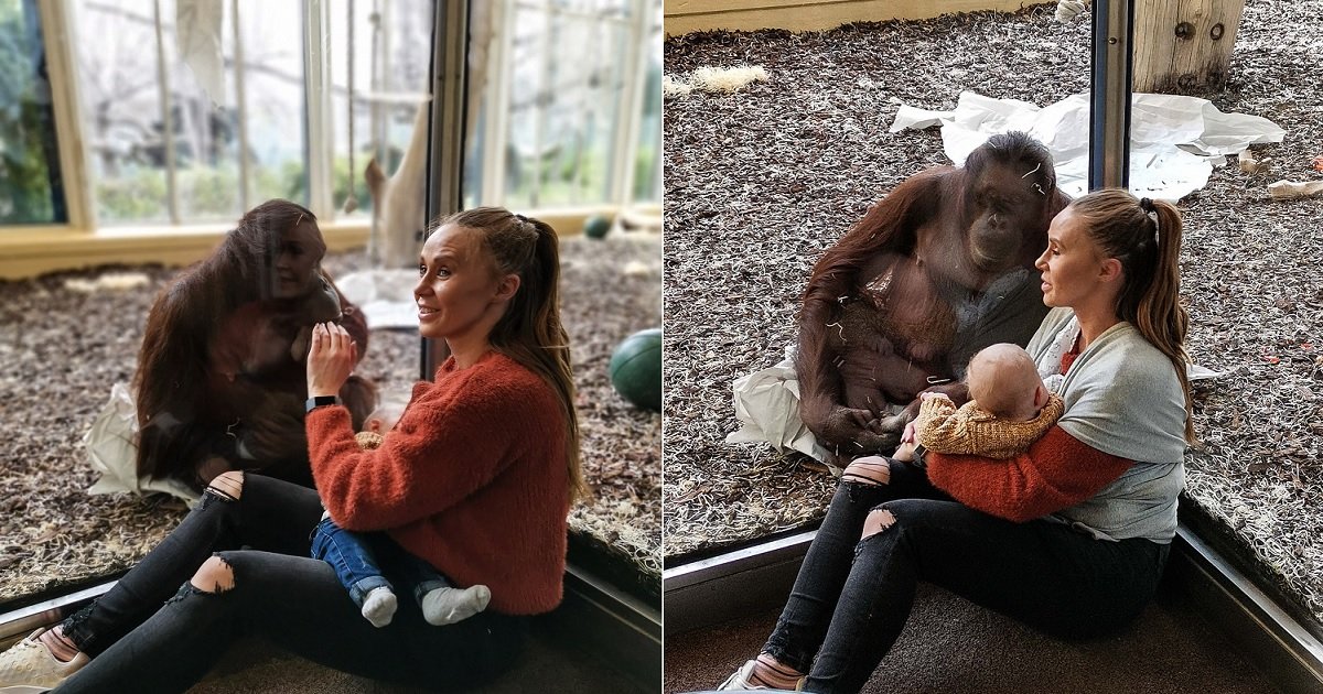 o3.jpg?resize=1200,630 - Une rencontre extraordinaire entre un orang-outan et une mère qui allaite son bébé